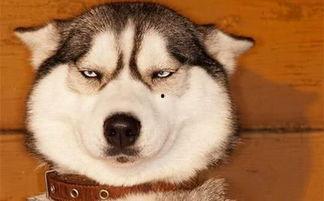 狗头吃瓜素材视频下载免费,萌态十足，免费素材视频带你笑翻天